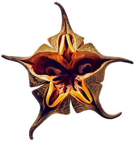 Star Graphic
